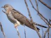 Cuckoo at Gunners Park (Steve Arlow) (98824 bytes)